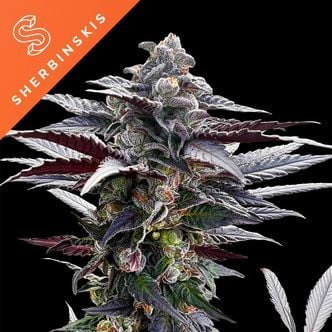 Pink Sunset (Sherbinskis x Silent Seeds) Feminized