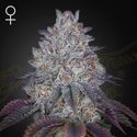 King's Tart (Greenhouse Seeds) Feminized