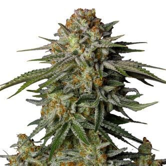 GG4 Sherbet FF (FastBuds) Feminized