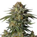 GG4 Sherbet FF (FastBuds) Feminized