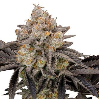 Gorilla Cookies FF (FastBuds) Feminized