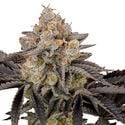 Gorilla Cookies FF (FastBuds) Feminized