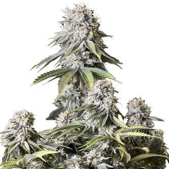 Orange Sherbet FF (FastBuds) Feminized
