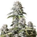 Orange Sherbet FF (FastBuds) Feminized