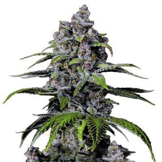 Purple Lemonade FF (FastBuds) Feminized