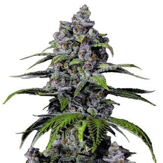 Purple Lemonade FF (FastBuds) Feminized