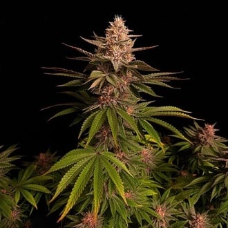 Purple Lemonade FF (Fast Buds) Feminized