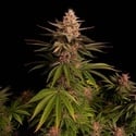 Purple Lemonade FF (Fast Buds) Feminized
