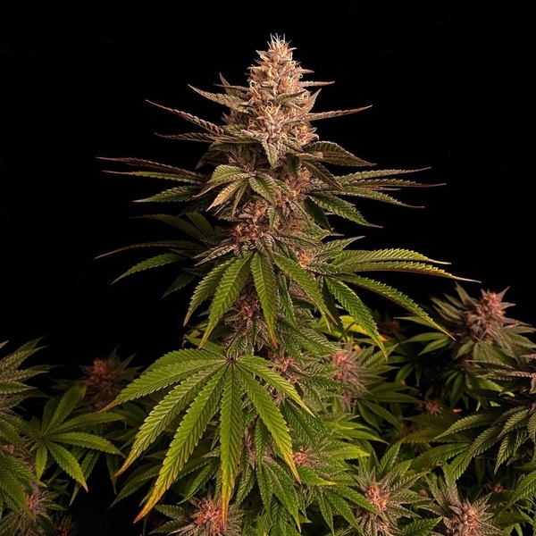 Purple Lemonade FF (Fast Buds) Feminized