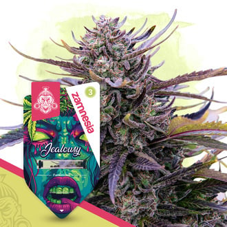 Jealousy (Zamnesia Seeds) Feminized