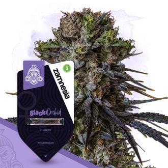 Black Orchid (Zamnesia Seeds) Feminized