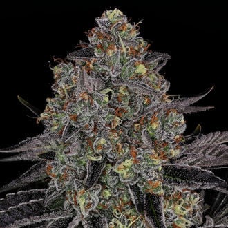 Black Orchid (Zamnesia Seeds) Feminized
