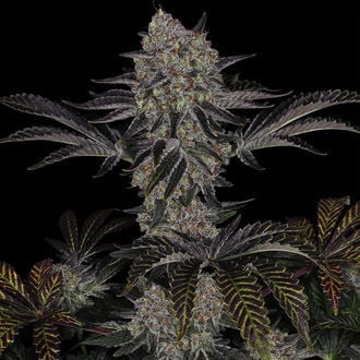 Black Orchid (Zamnesia Seeds) Feminized