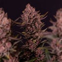 Biscotti (Zamnesia Seeds) Feminized