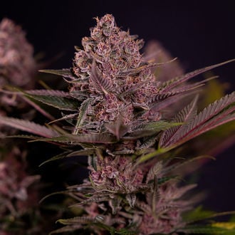 Biscotti (Zamnesia Seeds) Feminized