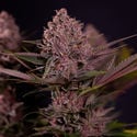 Biscotti (Zamnesia Seeds) Feminized