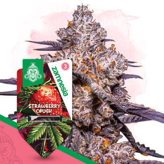 Strawberry Cough (Zamnesia Seeds) Feminized