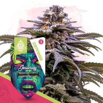 Jealousy Automatic (Zamnesia Seeds) Feminized