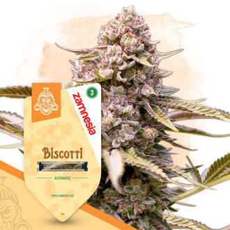 Biscotti Automatic (Zamnesia Seeds) Feminized