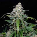Biscotti Automatic (Zamnesia Seeds) Feminized