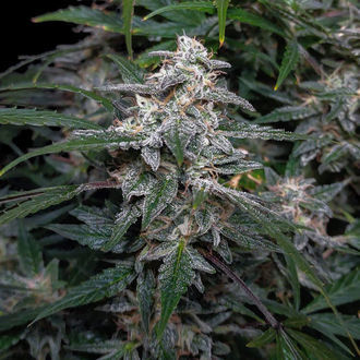 Biscotti Automatic (Zamnesia Seeds) Feminized