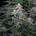 Biscotti Automatic (Zamnesia Seeds) Feminized