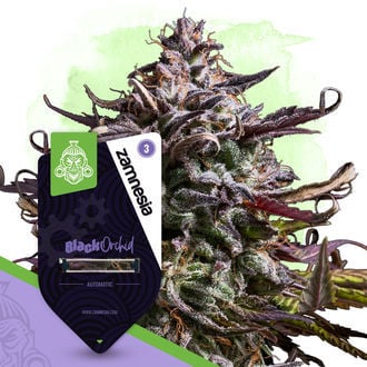 Black Orchid Automatic (Zamnesia Seeds) Feminized