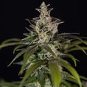 Black Orchid Automatic (Zamnesia Seeds) Feminized