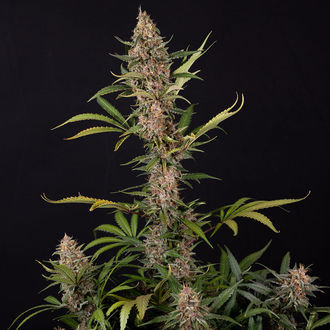 Black Orchid Automatic (Zamnesia Seeds) Feminized