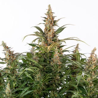 Black Orchid Automatic (Zamnesia Seeds) Feminized