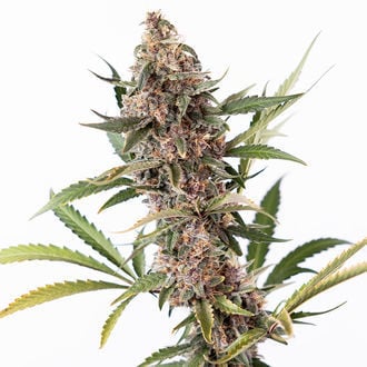 Black Orchid Automatic (Zamnesia Seeds) Feminized