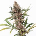 Black Orchid Automatic (Zamnesia Seeds) Feminized