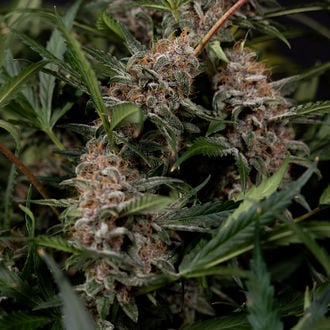 Black Orchid Automatic (Zamnesia Seeds) Feminized