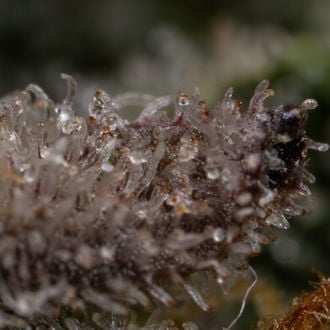 Black Orchid Automatic (Zamnesia Seeds) Feminized