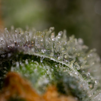 Black Orchid Automatic (Zamnesia Seeds) Feminized