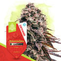 Strawberry Cough Automatic (Zamnesia Seeds) Feminized