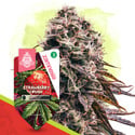 Strawberry Cough Automatic (Zamnesia Seeds) Feminized