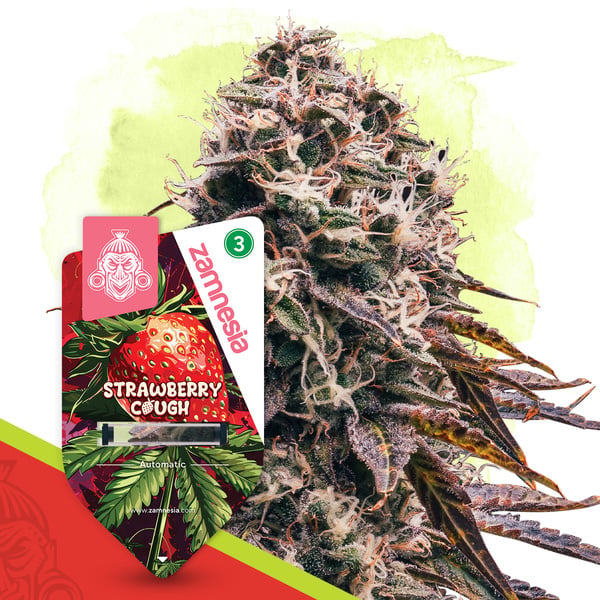 Strawberry Cough Automatic (Zamnesia Seeds) Feminized