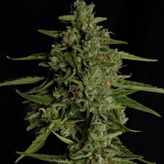 Medusa F1 Automatic (Royal Queen Seeds) Feminized