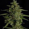 Medusa F1 Automatic (Royal Queen Seeds) Feminized