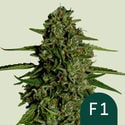 Medusa F1 Automatic (Royal Queen Seeds) Feminized