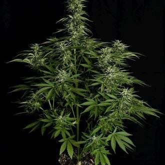 Hyperion F1 Automatic (Royal Queen Seeds) Feminized