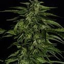 Apollo F1 Automatic (Royal Queen Seeds) Feminized