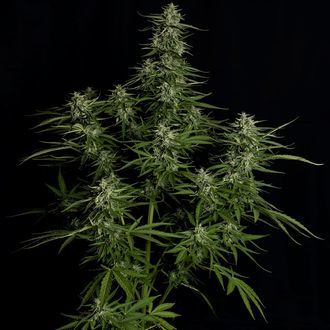 Titan F1 Automatic (Royal Queen Seeds) Feminized