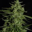 Titan F1 Automatic (Royal Queen Seeds) Feminized