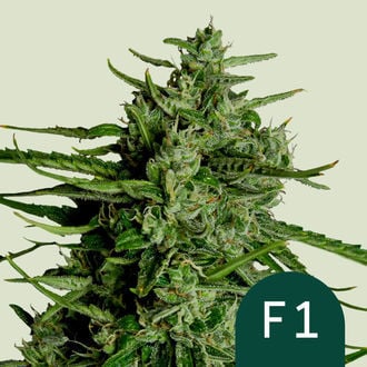 Titan F1 Automatic (Royal Queen Seeds) Feminized