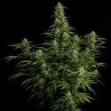 Milky Way F1 Automatic (Royal Queen Seeds) Feminized