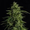 Milky Way F1 Automatic (Royal Queen Seeds) Feminized