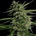 Orion F1 Auto (Royal Queen Seeds) Feminized