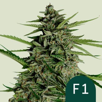 Orion F1 Auto (Royal Queen Seeds) Feminized